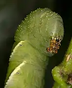 Caterpillar