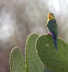 A green parrot with a yellow face and underside, and blue-tipped wings