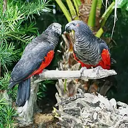 A blue-grey parrot with a red underside and wing tips