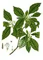 Psychotria nervosa