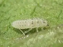 Psyllobora vigintimaculata, larva