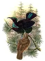 Victoria's riflebird male and female