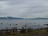 Flamingos in Puerto Natales