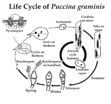 Life Cycle of Puccina graminis