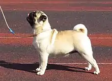 A fawn pug puppy.