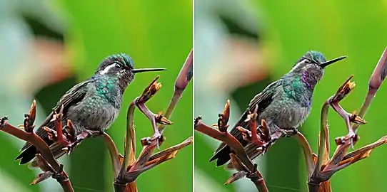 Composite showing the effect of light reflection on colors of male's gorget, Mount Totumas cloud forest, Panama