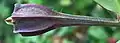 Alstroemeria seed capsule viewed from side, showing winged ribs and (triangular pyramidal) apical beak.