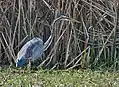 Purple heron at Sultanpur