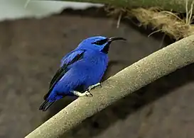 Adult male at Vienna Zoo, Austria, legs are pale in captive birds