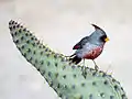 Male in Columbus, New Mexico