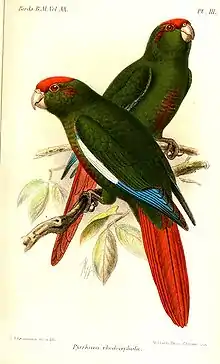 A green parrot with a red tail, blue-tipped wings, maroon cheeks, a red forehead, and white eye-spots