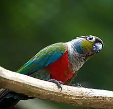 A teal parrot with a yellow cheek, dark-purple forehead, bright red underside, and blue wings