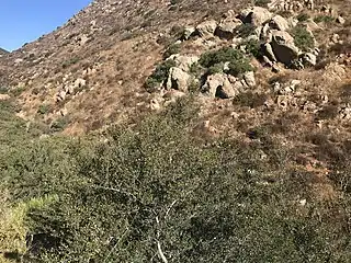 Quercus cedrosensis in habitat in Mexico