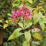 Fuchsia paniculata