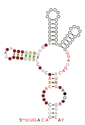 RAGATH-24 Secondary structure taken from the Rfam database. Family RF03049