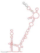 Sarbecovirus-3UTR Secondary structure taken from the Rfam database. Family RF03125