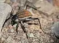 The fogstand beetle, S. gracilipes, in Namibia