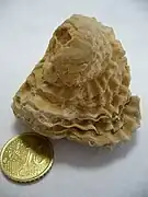 Radiolites species