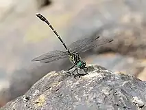 male, Cairns