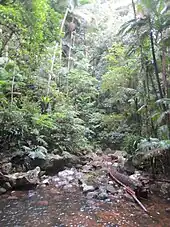 Rainforest at Protesters Falls, Nightcap NP