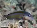 Raja dottyback weakly striped in Raja Ampat, 2020