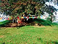 sacred Bodhi tree at Ramagrama stupa