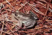 A brown frog