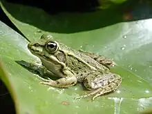 Pelophylax kl. hispanicus