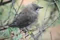 Pied babblers fledge their young when they are still unable to fly.