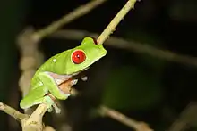 Image 7Red-eyed treefrog, Osa Peninsula, Costa Rica (from Tree frog)