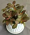 Red-nerved fittonia