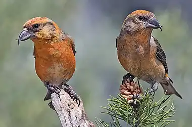 *Red crossbills