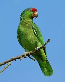 A green parrot with a blue-grey nape, and a red forehead