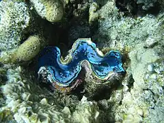 Giant clam