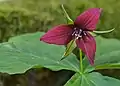 Red trillium (Trillium erectum)