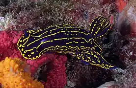 Gray's Reef National Marine Sanctuary, Savannah, Georgia, United States