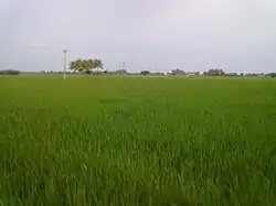 Paddy field in Regunathapuram