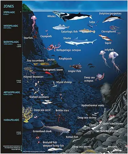 Image 63Some representative ocean animal life (not drawn to scale) within their approximate depth-defined ecological habitats. Marine microorganisms exist on the surfaces and within the tissues and organs of the diverse life inhabiting the ocean, across all ocean habitats. (from Marine habitat)