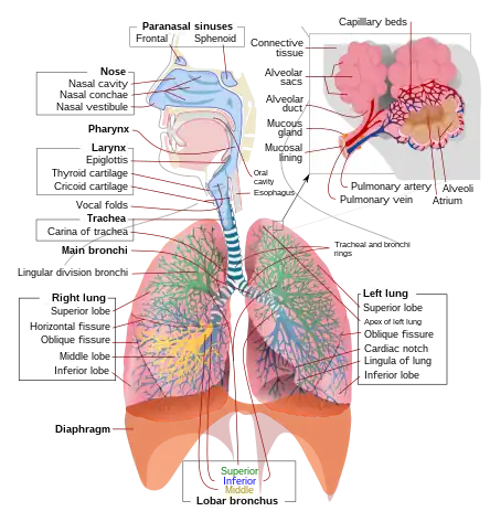 Respiratory system complete en