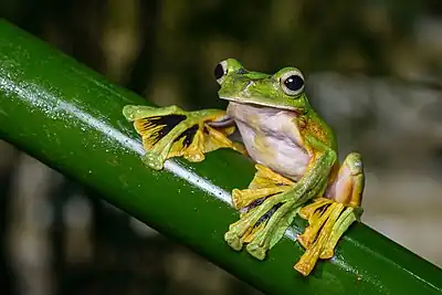 Image 30Wallace's flying frog (Rhacophorus nigropalmatus) (from Flying frog)