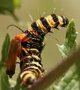 Rhagonycha fulva predating on Tyria jacobeae