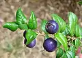 Close-up of striking, bluish-purple fruits of Rhaphithamnus spinosus.