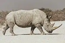 Gray rhinoceros