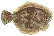 Black flounder, Rhombosolea retiaria