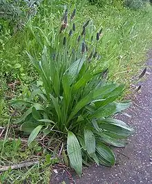 Ribwort plantain (Plantago lanceolata)