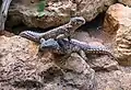 A pair of giant girdled lizards