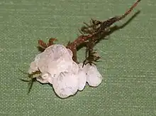 Several translucent, fleshy mushrooms growing from an unearthed root shown on a piece of fabric.