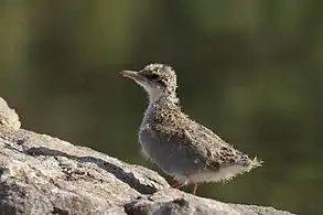 River Tern chick