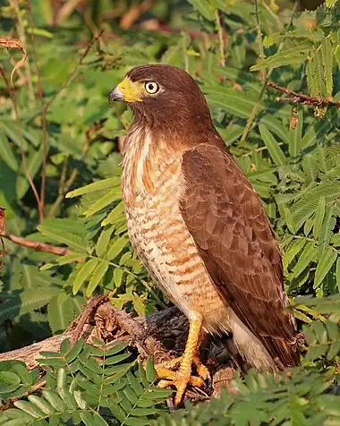 Roadside hawk