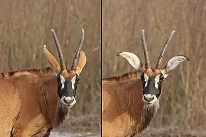 H. e. koba showing both sides of ears, Senegal